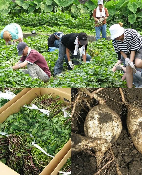 本格芋焼酎「自立」 原材料の作り手